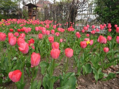 Tulpen-Schule-1